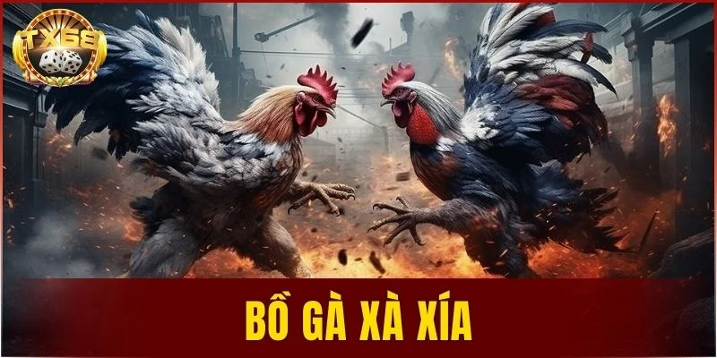 Bồ gà Xà Xía