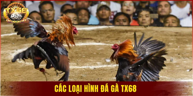 Các loại hình đá gà TX68