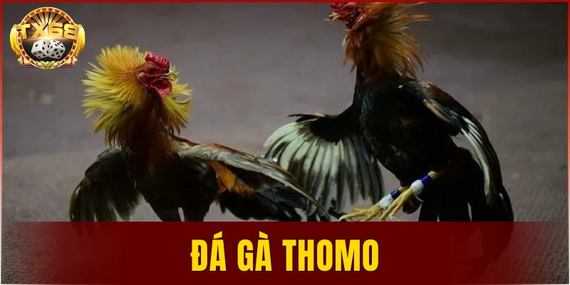 đá gà Thomo