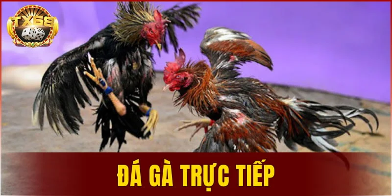đá gà trực tiếp