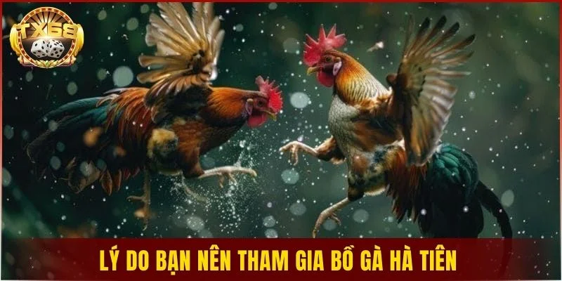 Lý do bạn nên tham gia bồ gà Hà Tiên