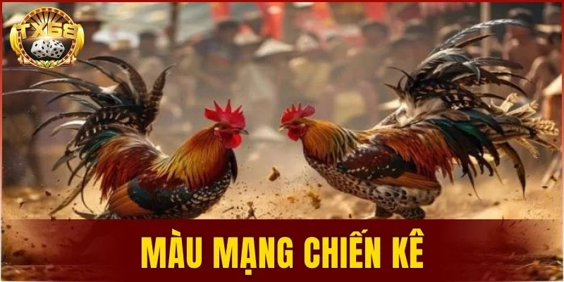 màu mạng chiến kê