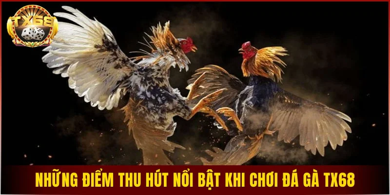 Những điểm thu hút nổi bật khi chơi đá gà TX68
