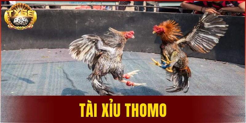 tài xỉu Thomo