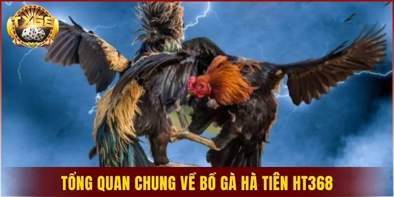 Tổng quan chung về bồ gà Hà Tiên HT368