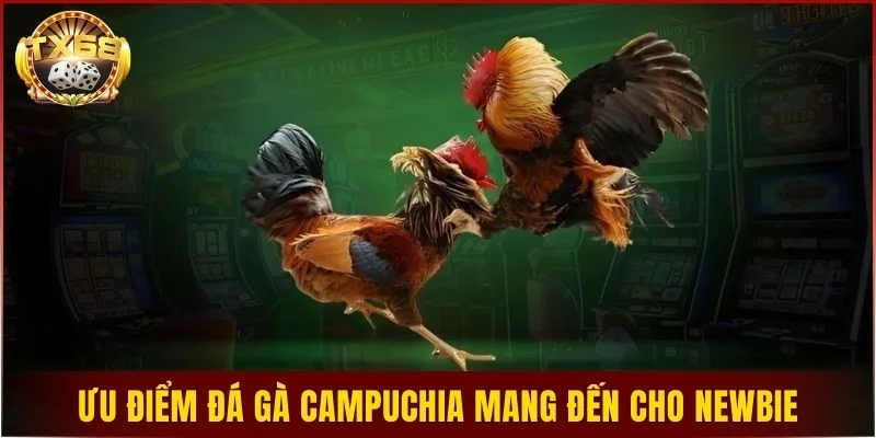Ưu điểm nổi bật đá gà campuchia mang đến cho newbie