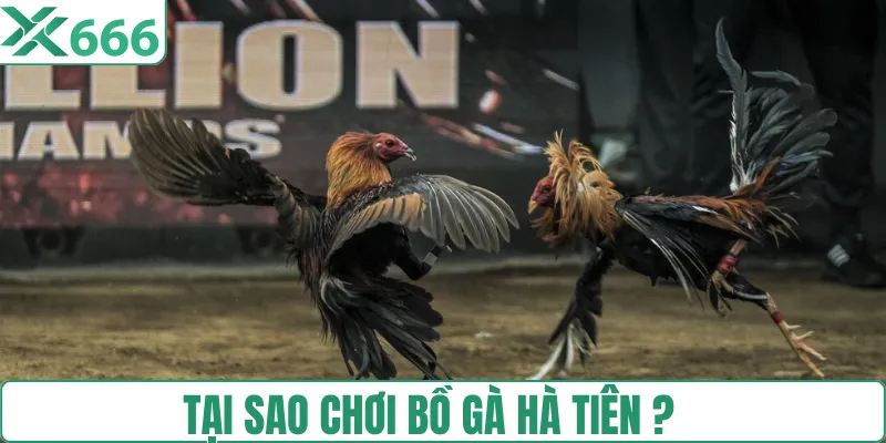 Các lý do lựa chọn tham gia sới gà Hà Tiên