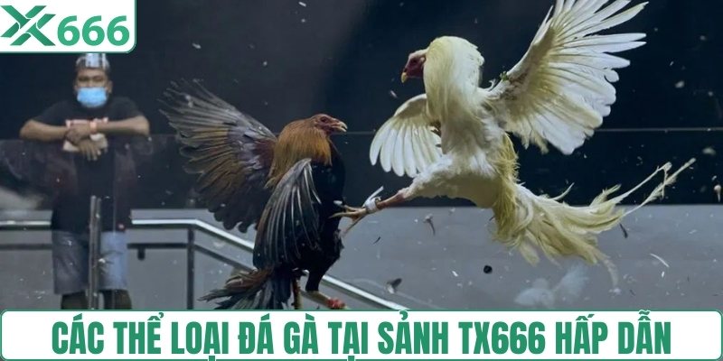 Các thể loại đá gà tại sảnh TX666 hấp dẫn