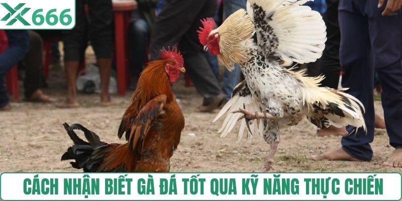 Cách nhận biết gà đá tốt qua kỹ năng thực chiến