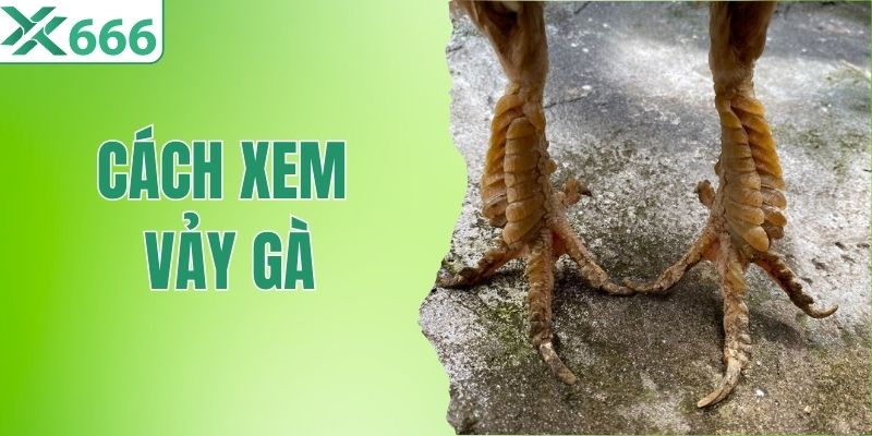 Cách Xem Vảy Gà Chọi - Bí Quyết Nhận Biết Chiến Kê Mạnh