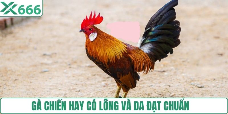 Gà chiến hay có lông và da đạt chuẩn