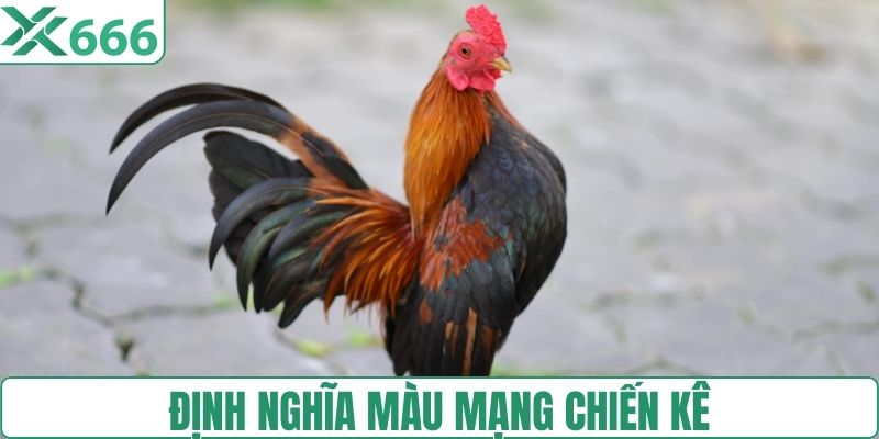 Giới thiệu về màu mạng chiến kê