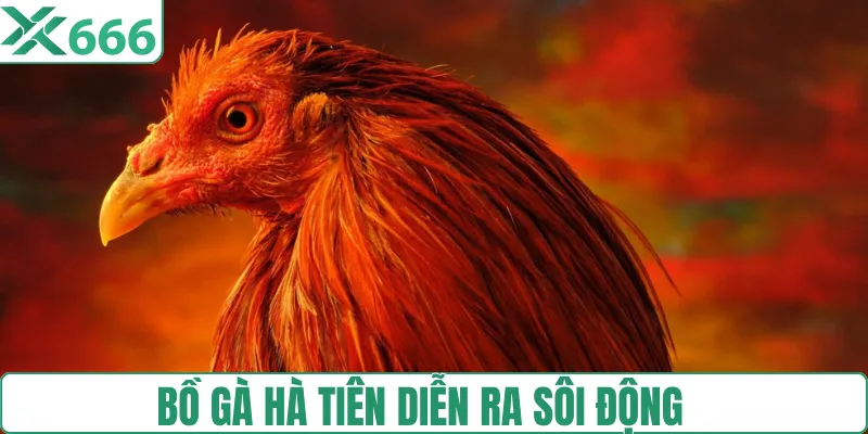 Hoạt động sới gà náo nhiệt tại Hà Tiên