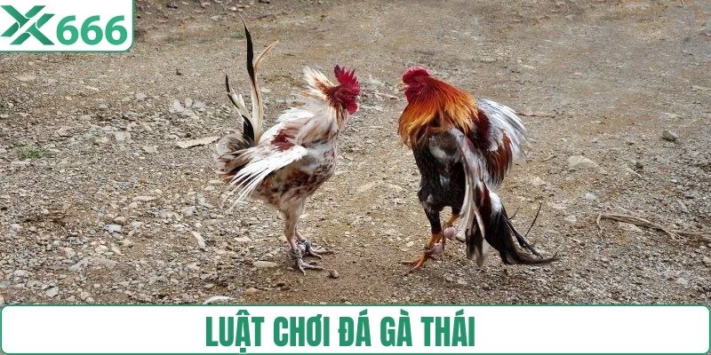 Luật chơi đá gà của thái