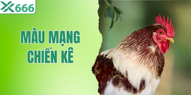 Màu Mạng Chiến Kê Là Gì? Cách Xem Chuẩn Khi Đá Gà TX666