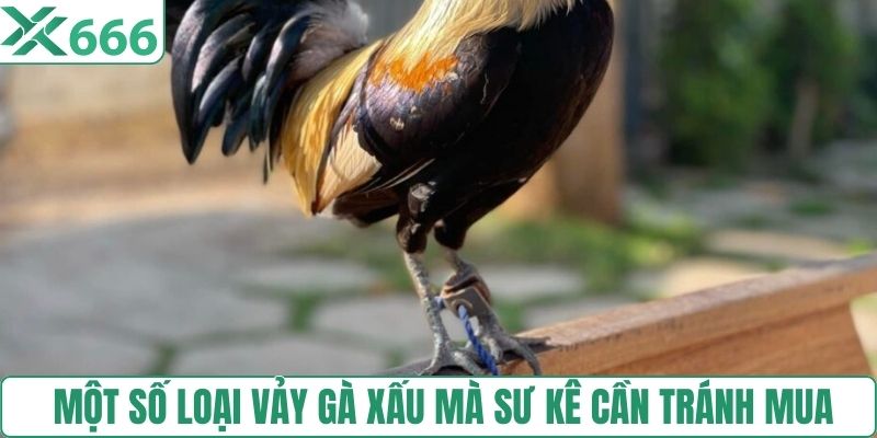 Một số loại vảy gà xấu mà sư kê cần tránh mua