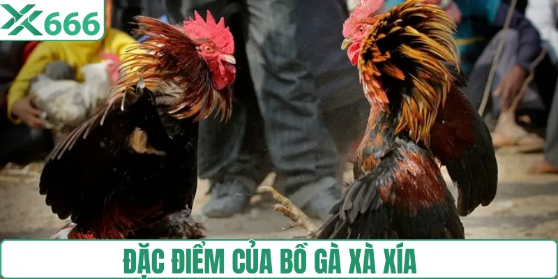 Những ưu điểm của thể loại bồ gà Xà Xía