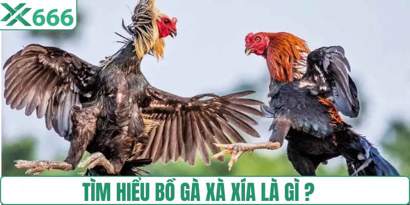 Thế nào là bố gà Xà Xía?