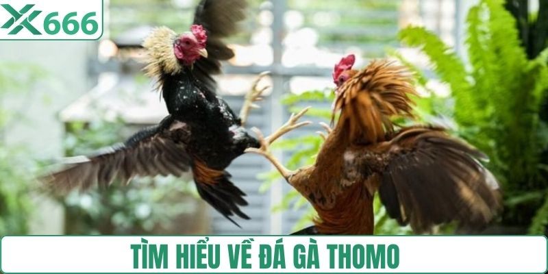 Tìm hiểu đá gà Thomo